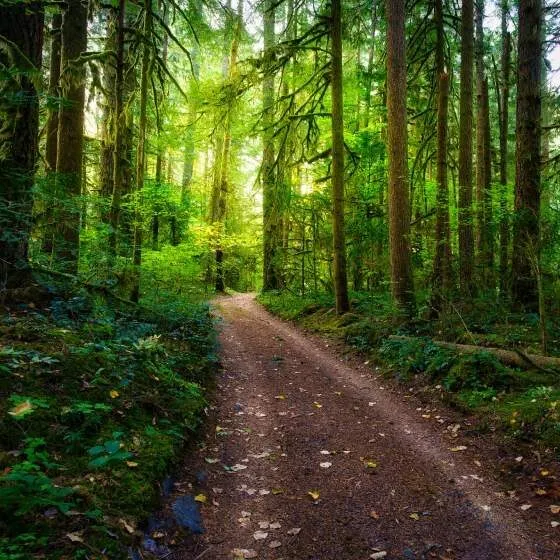 A hiking trail through a forest in Oregon.